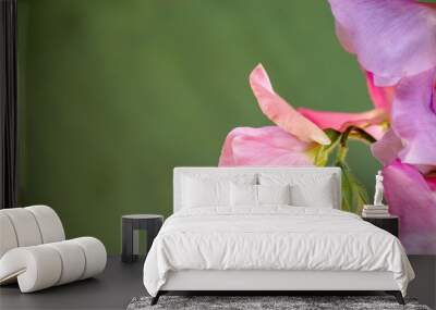 Horizontal image of pink and purple sweet pea (Lathyrus odoratus) flowers against a soft-focus green wood background, with room for copy Wall mural