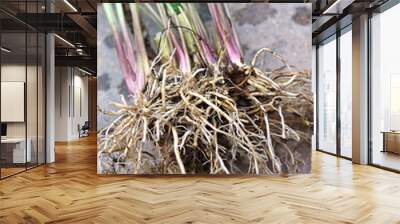 Vertical image of a clump of common valerian (Valeriana officinalis), showing the roots (the part harvested for herbal use) Wall mural