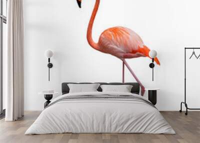 American flamingo isolated on white background. Side view. Wall mural