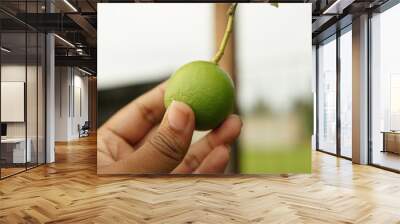 close-up photo of a hand holding a kaffir lime on a tree Wall mural