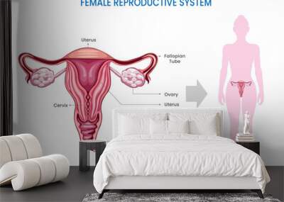 Female Reproductive System, Ovaries, uterus, vagina which facilitates reproduction Wall mural