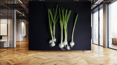 Fresh green and white spring onions with roots isolated on black background Wall mural