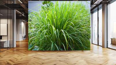 Lemongrass or Lapine or West Indian were planted on the ground. It is a shrub, its leaves are long and slender green Wall mural