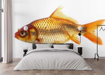 Fish , gold fish, on white background, png transparent Wall mural