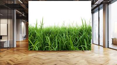 Green grass field on white background png transparen Wall mural