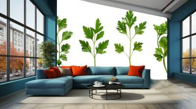 Parsley herb on white background Wall mural