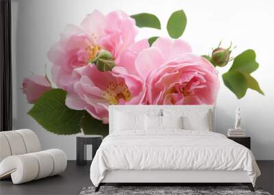 Rosa damascena flower on white background Wall mural