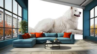 Greenland Dog full body on white background Wall mural