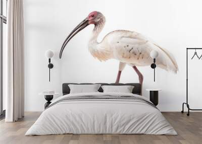 Ibis full body on white background Wall mural