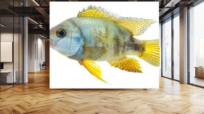 Keyhole Cichlid full body on white background Wall mural