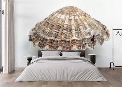 Limpet full body on white background Wall mural