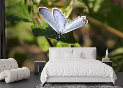 blue butterfly on the leaf #2 Wall mural