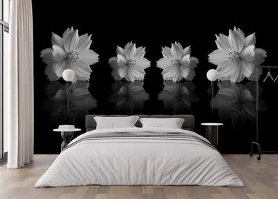 cosmos sulphureus flower of black and white Wall mural