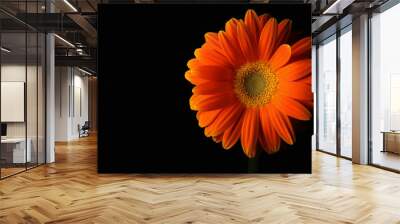 orange daisy flower on black #2 Wall mural