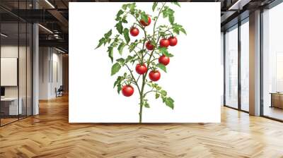 A tomato plant with six ripe red tomatoes on it. The plant is tall and has green leaves Wall mural