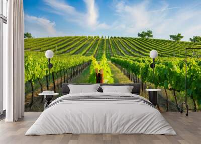 A vineyard with rows of green vines and a clear blue sky Wall mural