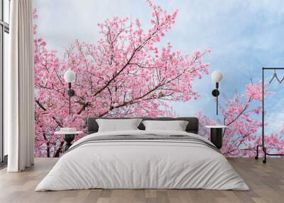 Beauty in nature of pink spring cherry blossom in full bloom  under clear blue sky. Wall mural