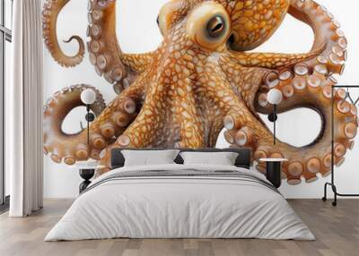 High-resolution image of a vibrant orange octopus with detailed tentacles and a realistic texture, isolated on a white background. Wall mural