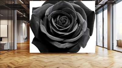 Stunning black rose showcasing delicate petals and captivating depth, perfect for artistic and romantic themes. Wall mural