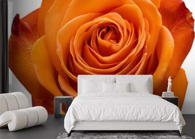 Vibrant orange rose bloom showcasing intricate petals and rich colors, perfect for floral arrangements and nature-themed designs. Wall mural