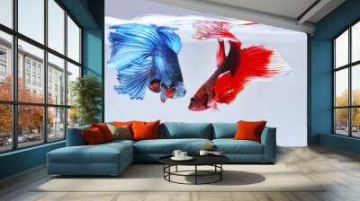 Two red and blue betta fish are swimming together. Wall mural