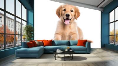 a puppy Golden Retriever dog isolated on white background.  Wall mural