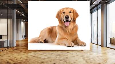 Golden Retriever dog isolated on white background.  Wall mural