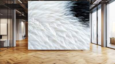 Close-up texture of white fur with black border Wall mural