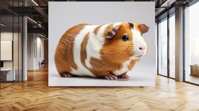 Guinea Pig Cuy isolated on white background in side view Wall mural