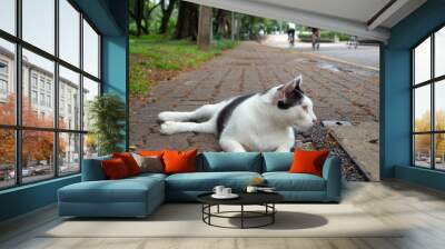 White cat lying on floor in the garden, Looking at space with blurred man riding bike background. Wall mural