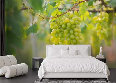 Green grapes on the vine in the vineyard. Vine and bunch of white grapes in garden the vineyard. green grapes in the vineyard field, Ripe green grapes ready for harvest. Agriculture grape farm. Wall mural