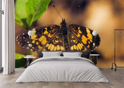 Butterfly Wall mural