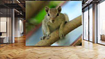 squirrel on tree Wall mural