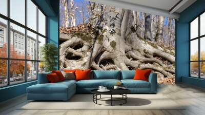 Tree roots above the ground Wall mural