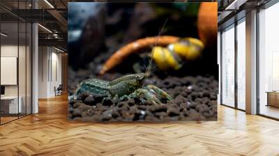 Blue crayfish dwarf shrimp look for food in aquatic soil with horn snail and poetry as background in freshwater aquarium tank. Wall mural