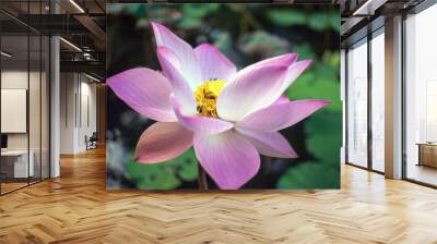 Close-up of beautiful pink Indian lotus bud flower blooming with a swarm of bees and Bee on Pollen a lotus flower Wall mural