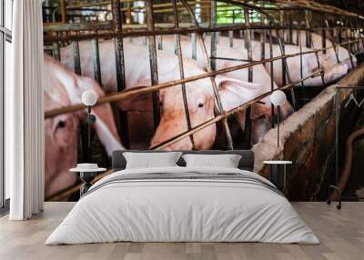 Close-up of Pig in stable, Pig Breeding farm in swine business in tidy and  indoor Wall mural