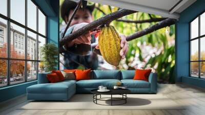 Cocoa pods or fruit ripe yellow cacao from the cacao tree. Harvest the agricultural cocoa produces. Kid boy cocoa farmer uses pruning shears to cut cacao fruit Wall mural