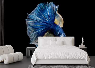 Colorful with main color of dark blue, white and yellow betta fish, Siamese fighting fish was isolated on black background Wall mural