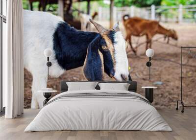 Goats in a goats farm,animal goat with cute face in rural farm Wall mural