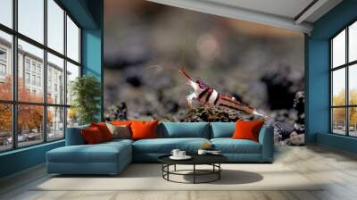 Harlequin sulawesi dwarf shrimp look for food in volcanic rock or aquatic stone of fresh water aquarium tank with the decoration as background. Wall mural