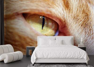 macro of eye cat shot, Extra close up shot of eye of a orange  cat Wall mural