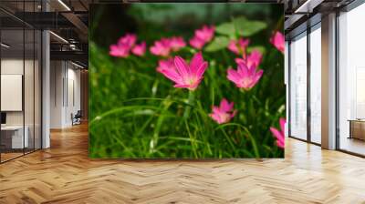 Pink Rain Lily in the rainy season Wall mural