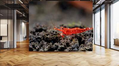 Red orchid sulawesi dwarf shrimp look for food in volcanic rock or aquatic stone of fresh water aquarium tank with the decoration as background. Wall mural