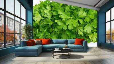 Fresh Green Parsley Leaves Close Up Wall mural