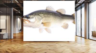 Fresh Largemouth Bass Fish Isolated on White Background Wall mural