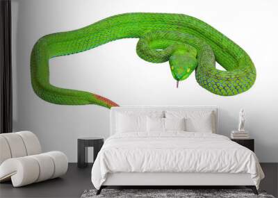 Large-eyed Pit Viper or Trimeresurus macrops, beautiful green snake isolated with white background and clipping path. Wall mural