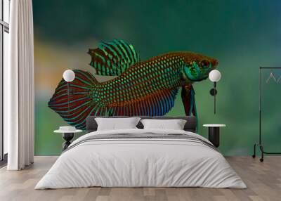 Mahachai betta or Betta mahachaiensis, Beautiful green fish with green background, Thailand. Wall mural