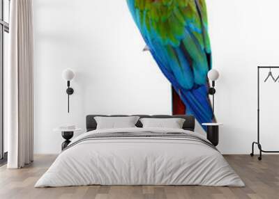 Scarlet Macaw, Colorful bird perching with white background and clipping path. Wall mural