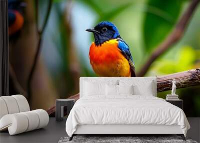 A vibrant bird poised with orange blue and yellow feathers on the sit branch Wall mural